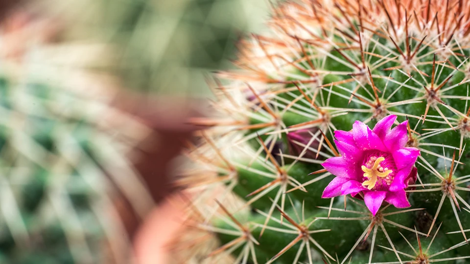 Cactus with Pink Flower